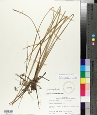 Cyperus pseudovegetus image