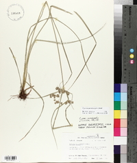 Cyperus pseudovegetus image