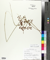 Cyperus pseudovegetus image