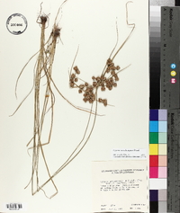 Cyperus pseudovegetus image