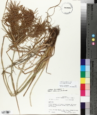 Cyperus esculentus var. leptostachyus image