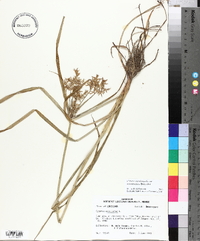 Cyperus esculentus var. leptostachyus image