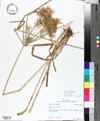 Cyperus esculentus var. leptostachyus image