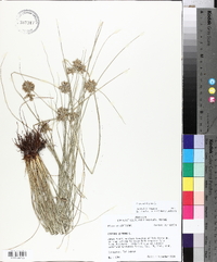 Cyperus elegans image