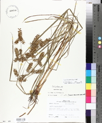 Cyperus erythrorhizos image