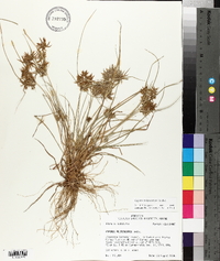 Cyperus polystachyos image