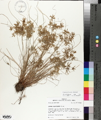 Cyperus polystachyos image