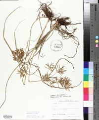 Cyperus esculentus var. leptostachyus image