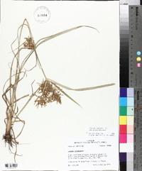 Cyperus esculentus var. leptostachyus image