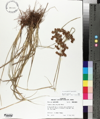 Cyperus pseudovegetus image