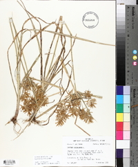 Cyperus esculentus var. leptostachyus image