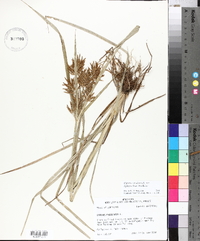 Cyperus esculentus var. leptostachyus image