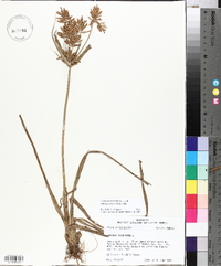 Cyperus esculentus var. leptostachyus image