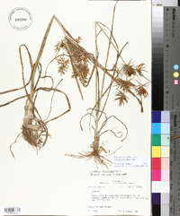 Cyperus esculentus var. leptostachyus image