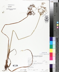 Cyperus haspan image