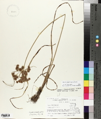 Cyperus pseudovegetus image