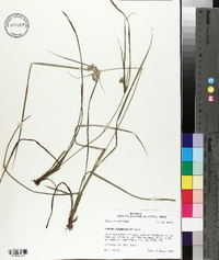 Cyperus pseudovegetus image