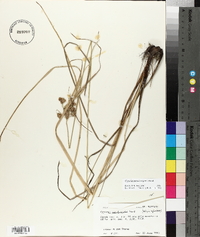 Cyperus pseudovegetus image