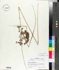 Cyperus pseudovegetus image