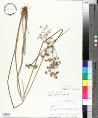 Cyperus haspan image