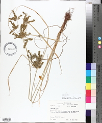 Cyperus iria image