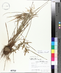 Cyperus iria image