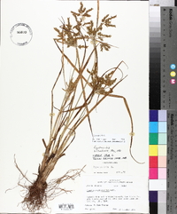 Cyperus iria image