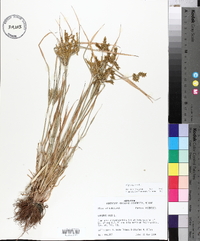 Cyperus iria image