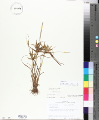 Cyperus iria image