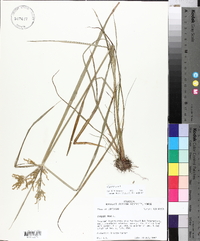 Cyperus iria image