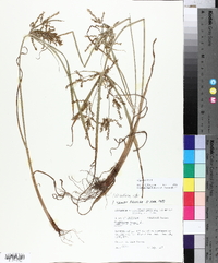 Cyperus iria image