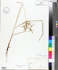 Cyperus iria image