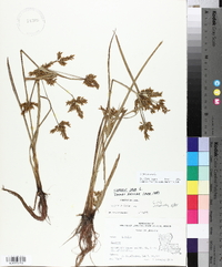 Cyperus iria image