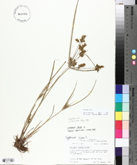 Cyperus iria image