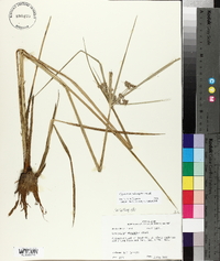 Cyperus pseudovegetus image