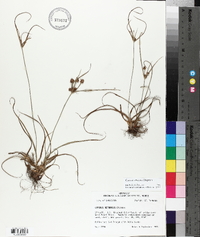 Cyperus retrorsus image