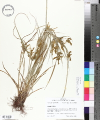 Cyperus iria image