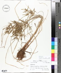 Cyperus iria image