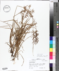 Cyperus rotundus image