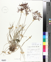 Cyperus rotundus image