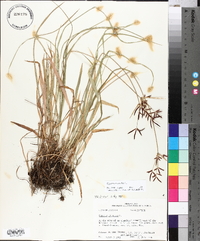 Cyperus rotundus image