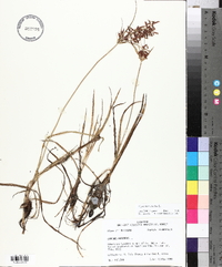 Cyperus rotundus image