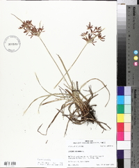 Cyperus rotundus image