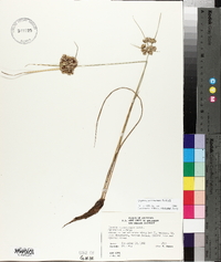 Cyperus surinamensis image