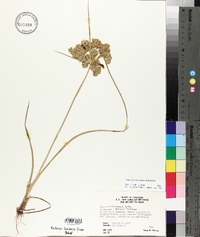 Cyperus surinamensis image