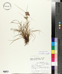 Cyperus surinamensis image