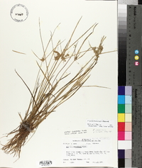 Cyperus surinamensis image