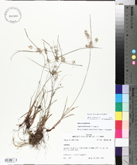 Cyperus thyrsiflorus image