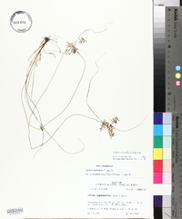 Cyperus thyrsiflorus image