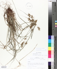 Cyperus thyrsiflorus image